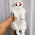 2025 Realistic Calico Cat Plush Backpack, Soft Stuffed Animal Doll Purse, Cute Collectible Toy with Gift Box for Cat Lovers